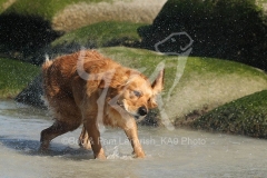 Retriever - Golden