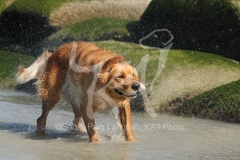 Retriever - Golden