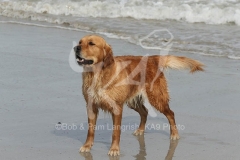 Retriever - Golden