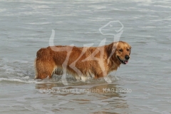 Retriever - Golden