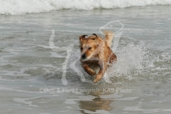 Retriever - Golden