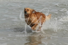 Retriever - Golden