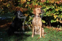 Retriever - Labrador