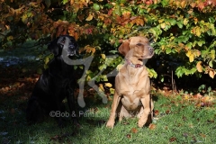 Retriever - Labrador