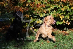 Retriever - Labrador