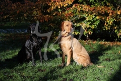 Retriever - Labrador