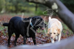 Retriever - Labrador