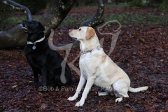 Retriever - Labrador