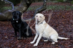 Retriever - Labrador