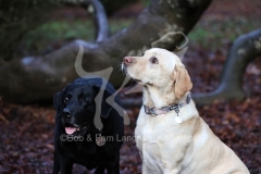 Retriever - Labrador