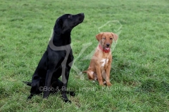 Retriever - Labrador