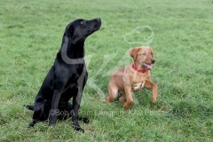 Retriever - Labrador