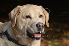 Retriever - Yellow Labrador