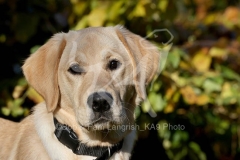 Retriever - Yellow Labrador