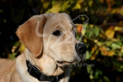 Retriever - Yellow Labrador