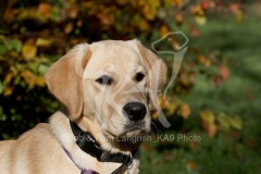 Retriever - Yellow Labrador