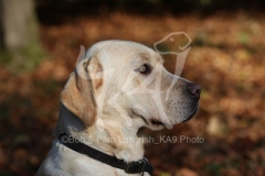 Retriever - Yellow Labrador