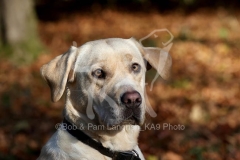 Retriever - Yellow Labrador