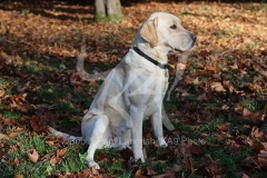 Retriever - Yellow Labrador