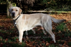 Retriever - Yellow Labrador