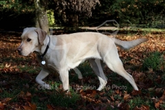 Retriever - Yellow Labrador