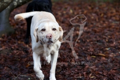 Retriever - Yellow Labrador