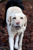 Retriever - Yellow Labrador