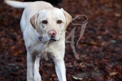 Retriever - Yellow Labrador