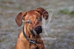 Rhodesian Ridgeback