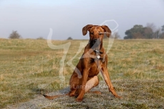 Rhodesian Ridgeback