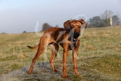 Rhodesian Ridgeback