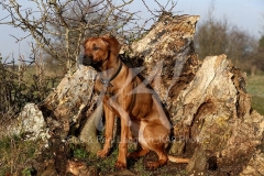 Rhodesian Ridgeback