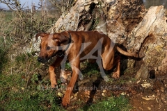 Rhodesian Ridgeback