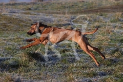 Rhodesian Ridgeback