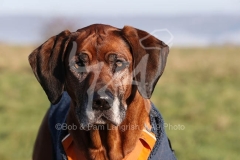 Rhodesian Ridgeback