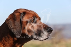 Rhodesian Ridgeback