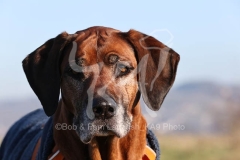 Rhodesian Ridgeback