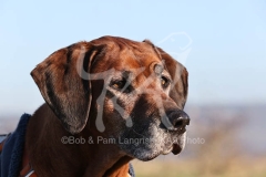 Rhodesian Ridgeback