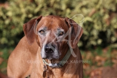 Rhodesian Ridgeback