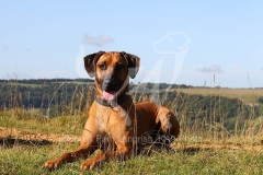 Rhodesian Ridgeback