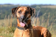 Rhodesian Ridgeback