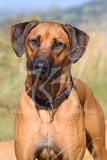 Rhodesian Ridgeback