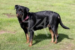 Rottweiler