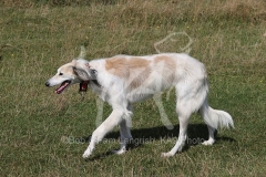 Saluki