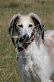 Saluki