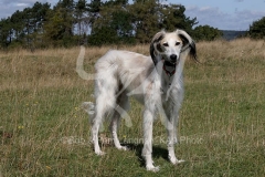 Saluki