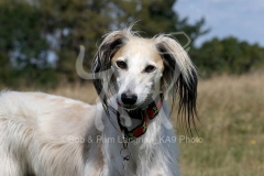 Saluki