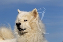 Samoyed