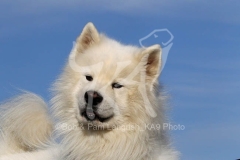 Samoyed