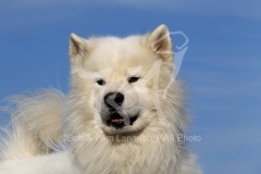 Samoyed